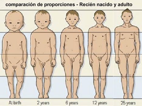 proporción cabeza