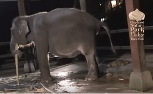 Elephant Birth