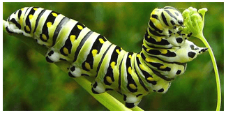 periodos sensibles transformación oruga mariposa