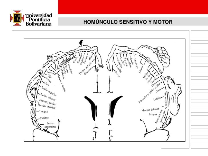 homunculos