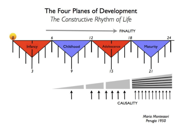María Montessori y los planos del desarrollo