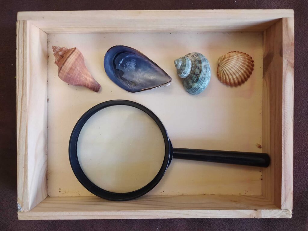 Bandeja observación Montessori con objetos relacionados con el mar