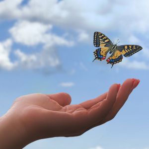 Imagen de una mariposa alzando el vuelo que representa la importancia de satisfacer todas las necesidades educativas de todos los niños, sin excepcion